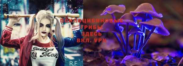 дмт Богданович